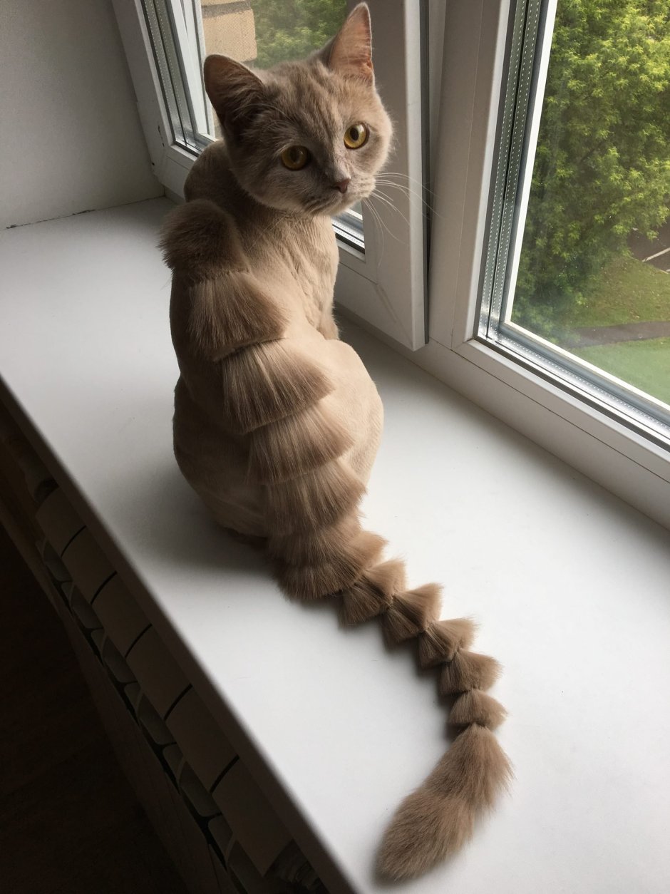 Стрижка котов