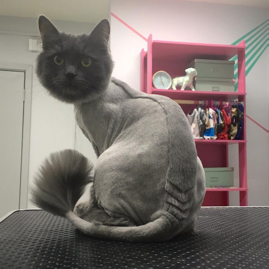 Модельная стрижка кота