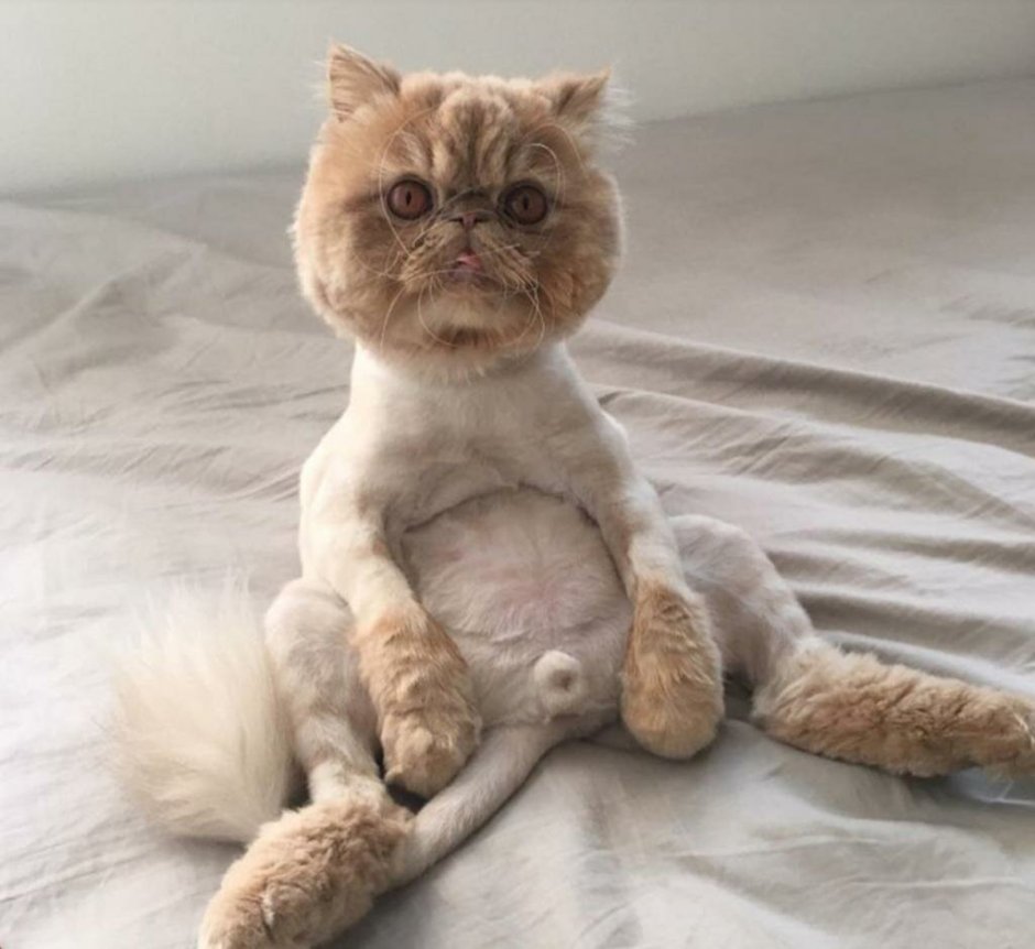 Креативные стрижки котов