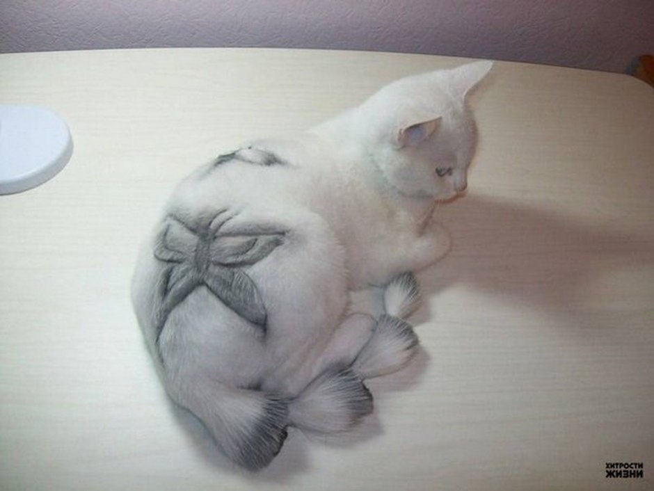 Стрижка кота британца