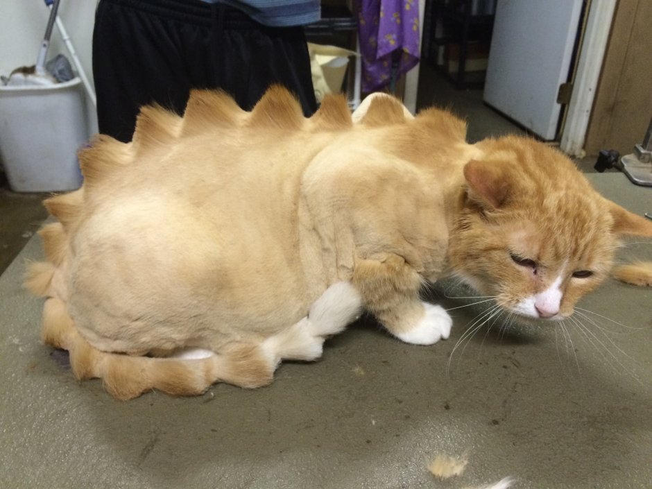 Стрижка кота под дракона