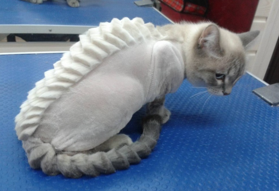 Стриженный кот