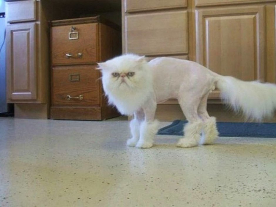Смешные стрижки котов