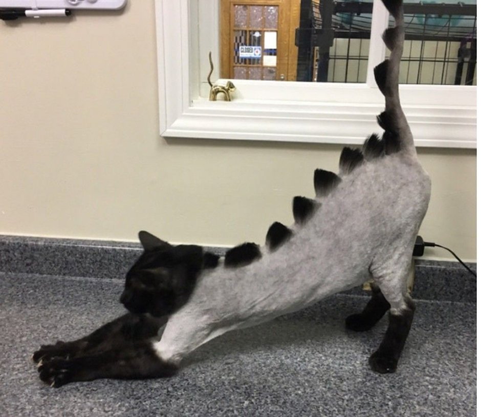 Необычные стрижки котов