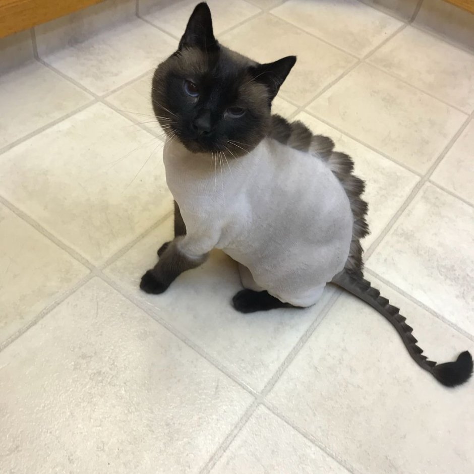 Стрижка короткошерстных кошек