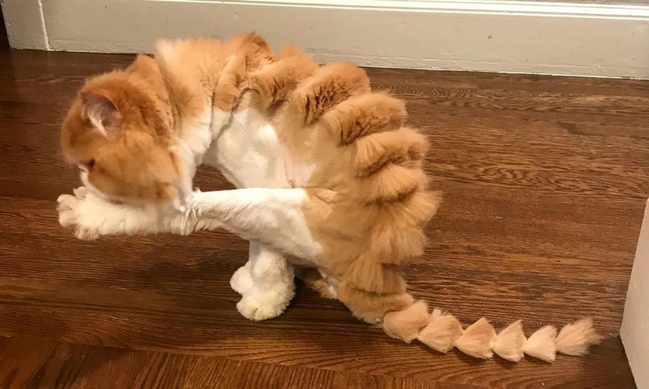Стрижка кота под дракона