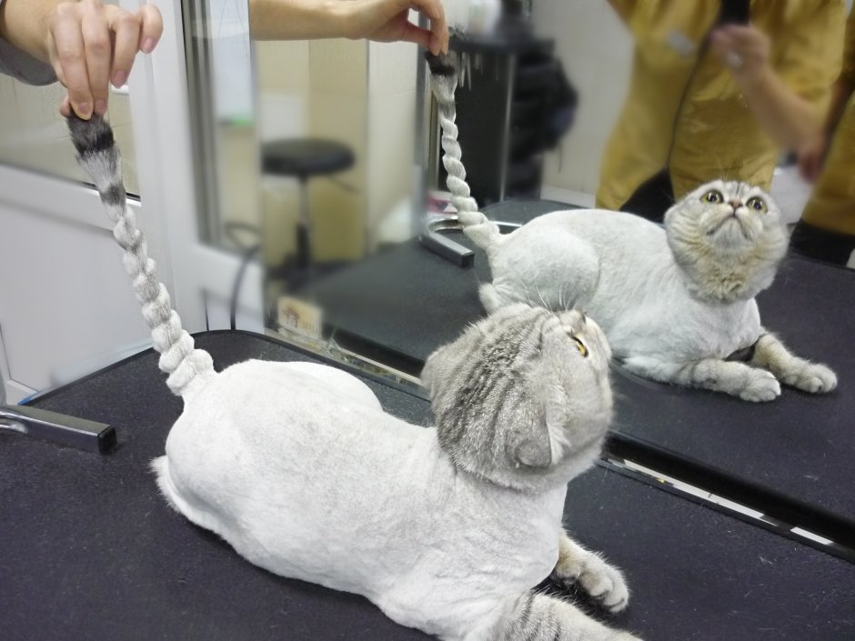 Груминг короткошерстных кошек