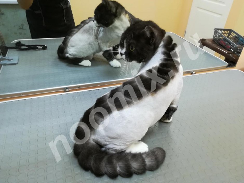 Стрижка кота