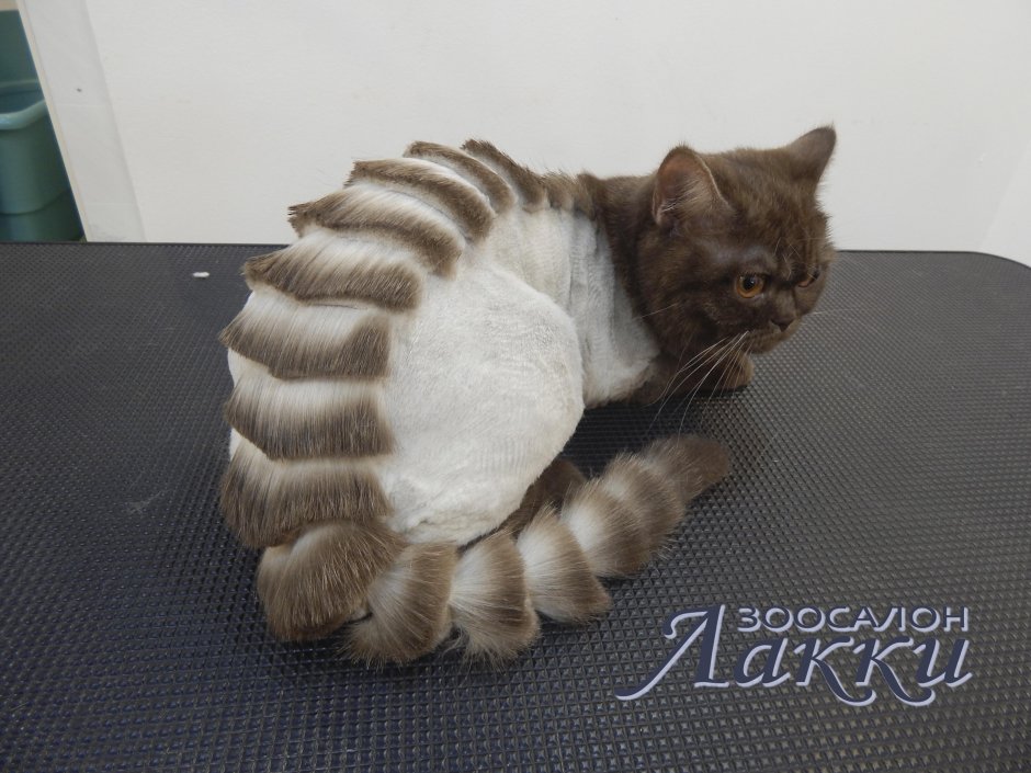 Стрижка котов