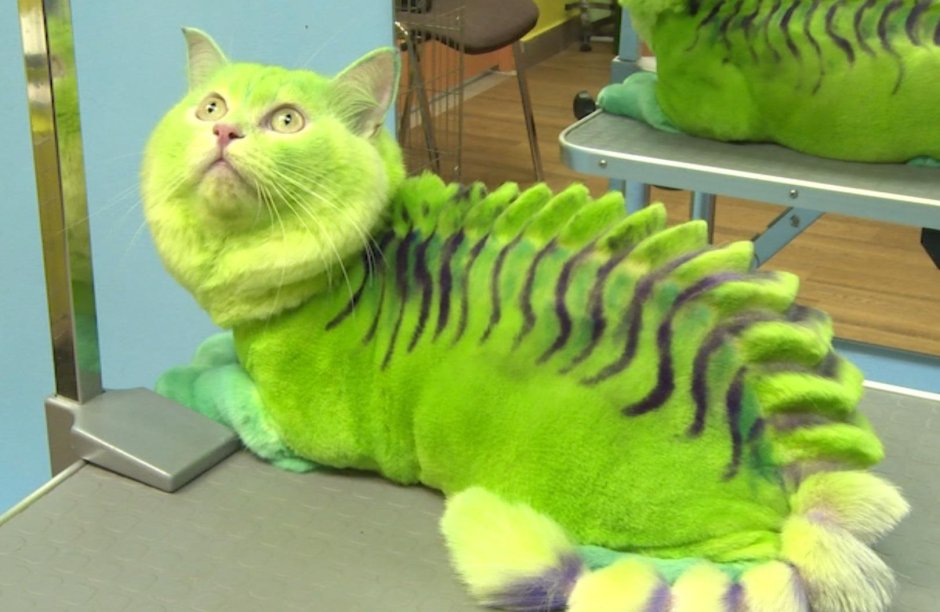 Стрижка кота динозавр