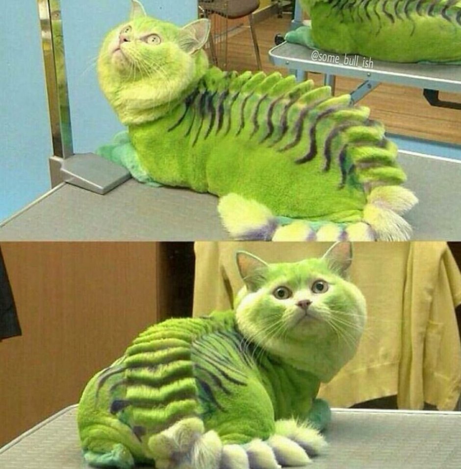 Котозавр рекс