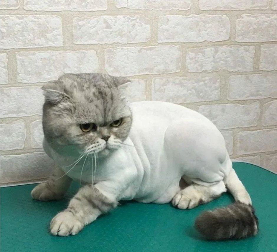 Стрижка Лев для кота шотландского