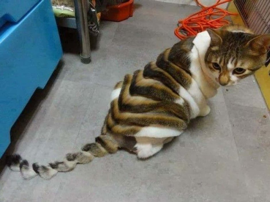 Смешная стрижка кота