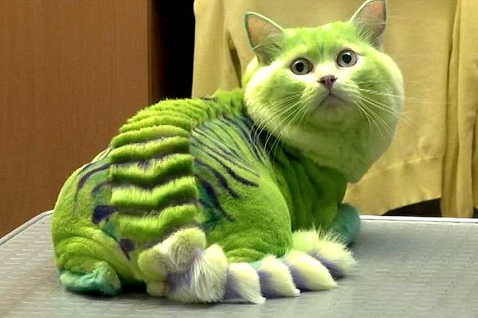 Зеленый кот