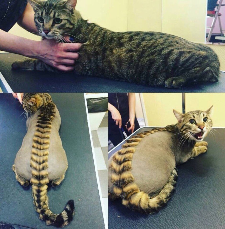 Стрижка кота под дракона