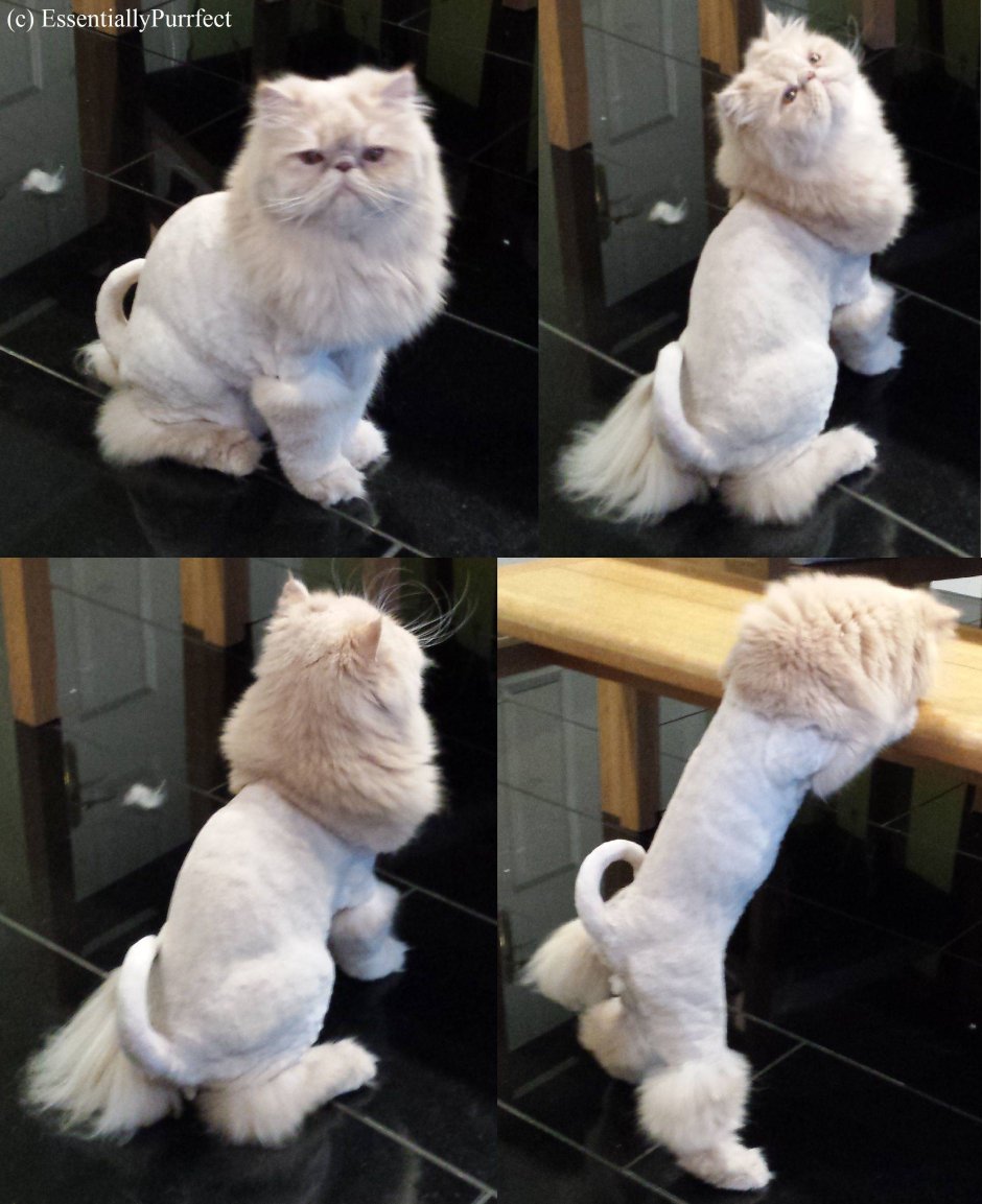 Стрижка длинношерстных кошек