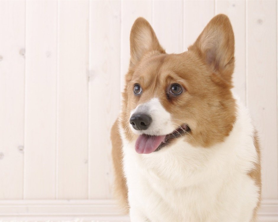 Лысый корги