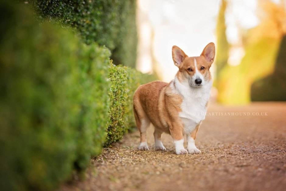 Вельш корги терьер