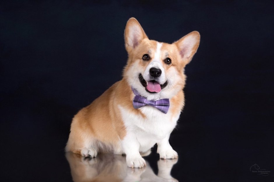 Вельш корги щенки