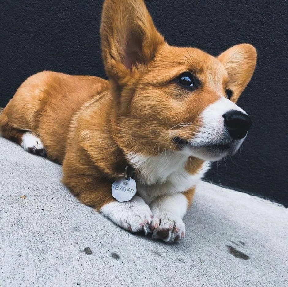 Корги терьер