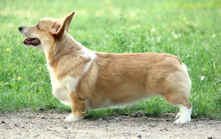 Вельш корги пемброк