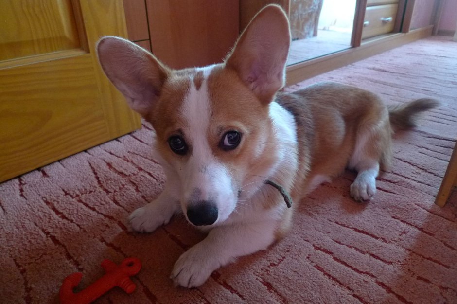 Вельш корги пемброк милые