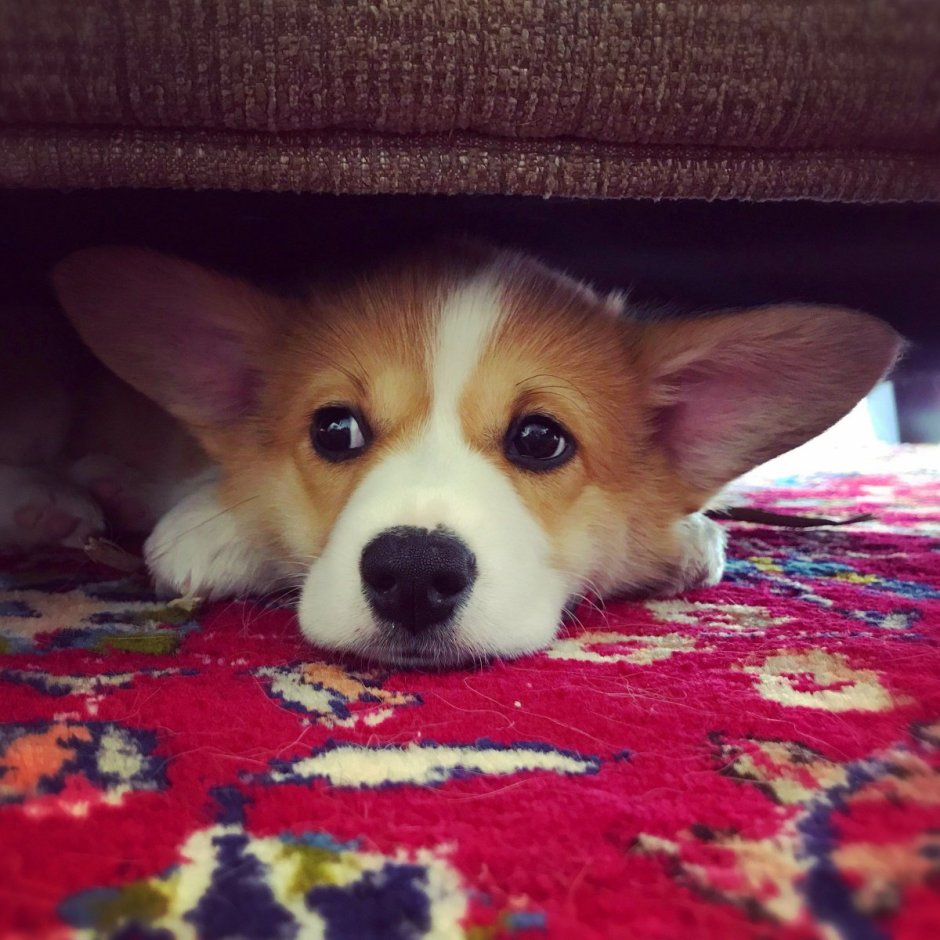 Вельш корги пемброк