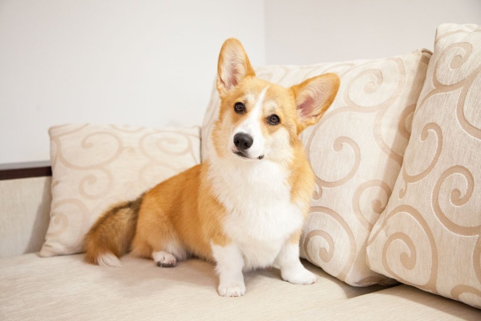 Картинки на рабочий стол корги