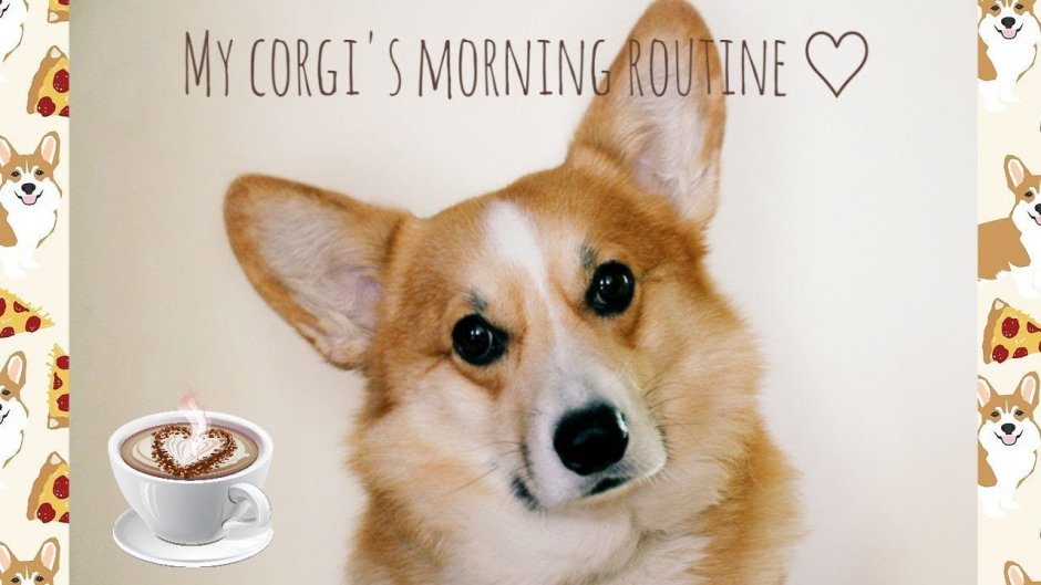 Щенки вельш корги пемброк