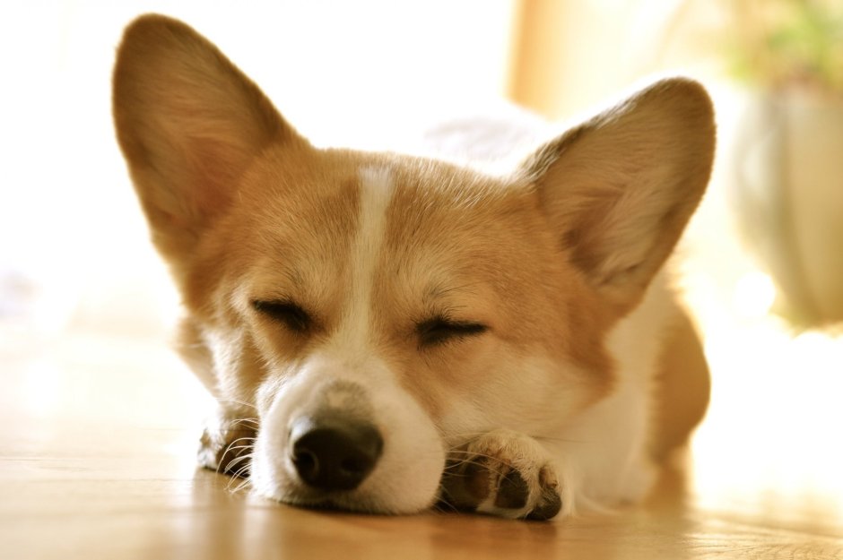 Вельш корги овчарка