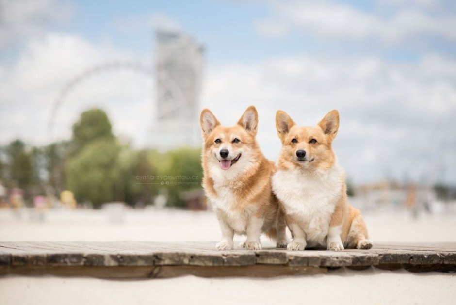 Картинки рыжий корги