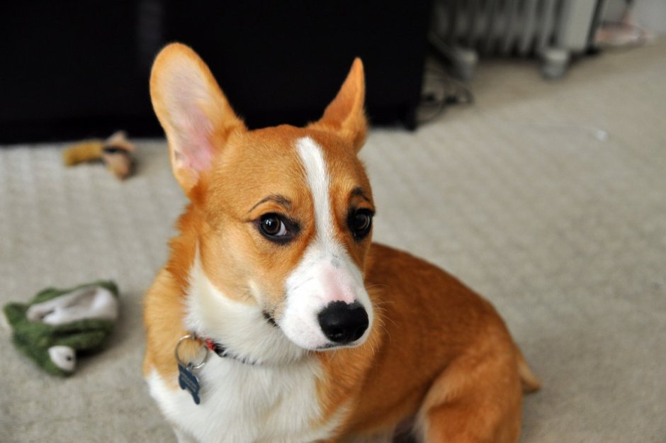 Корги Курск