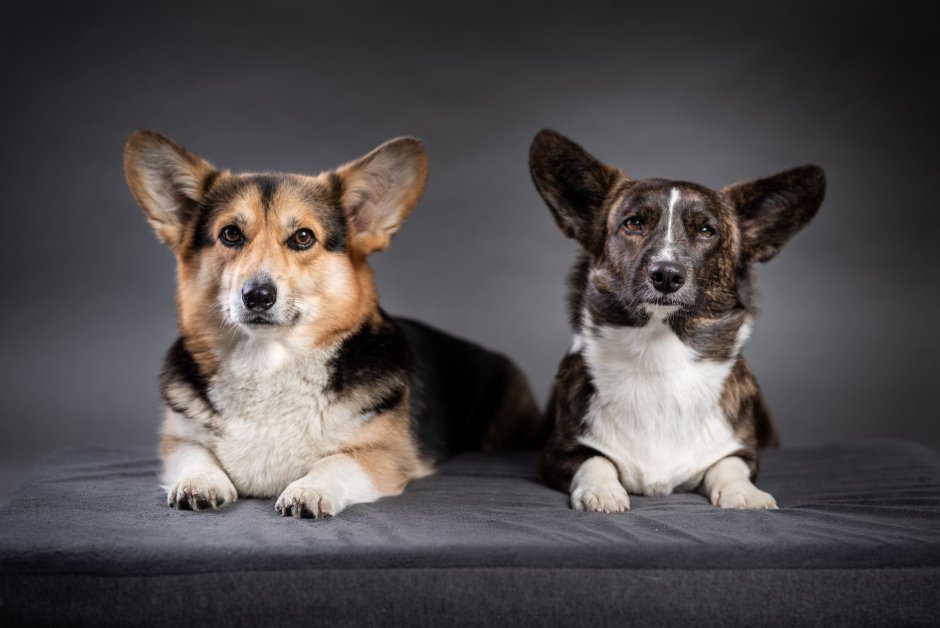 Корги оранжевая белая