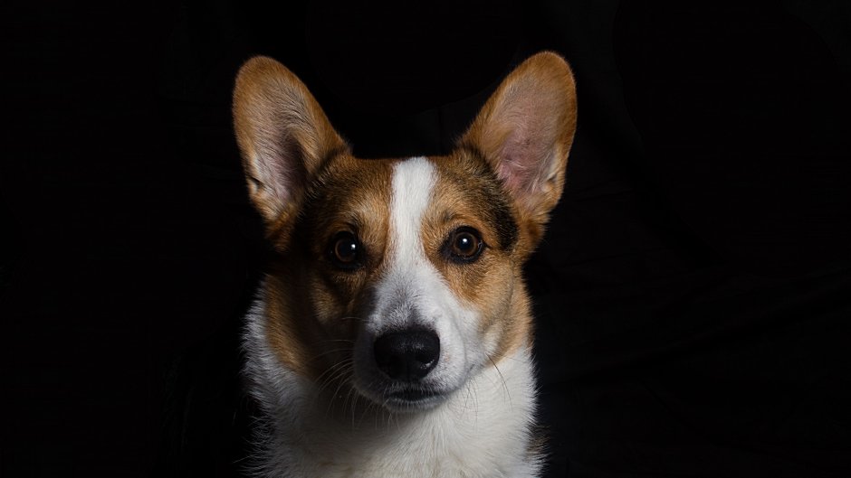 Вельш корги терьер гладкошерстный