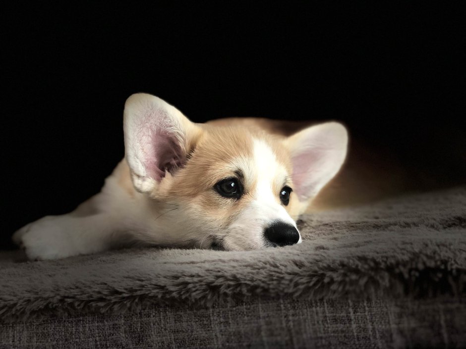Белый корги пемброк
