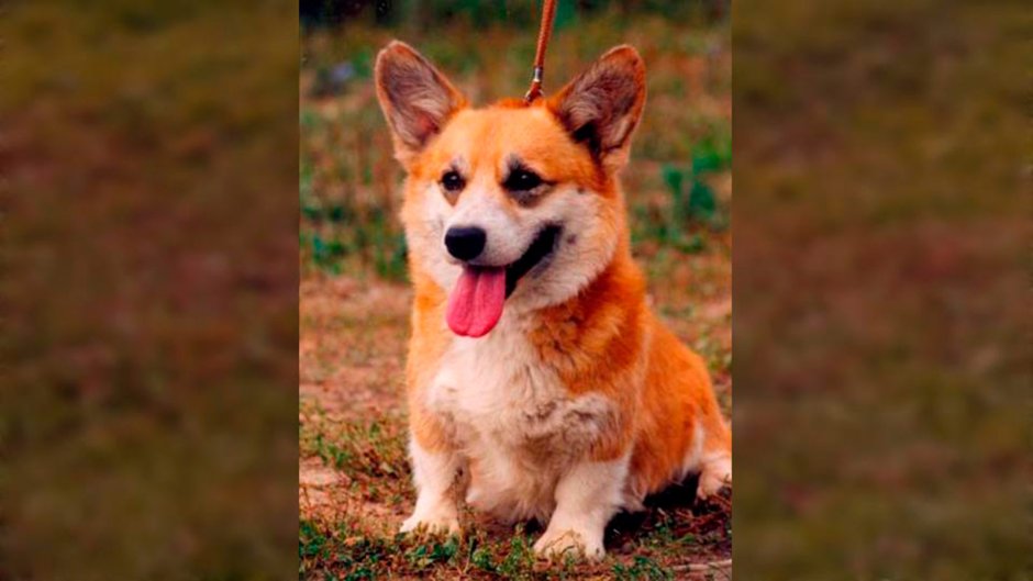 Вельш корги пемброк