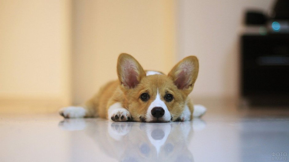 Корги на пляже