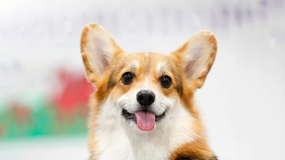 Вельш корги гладкошерстная