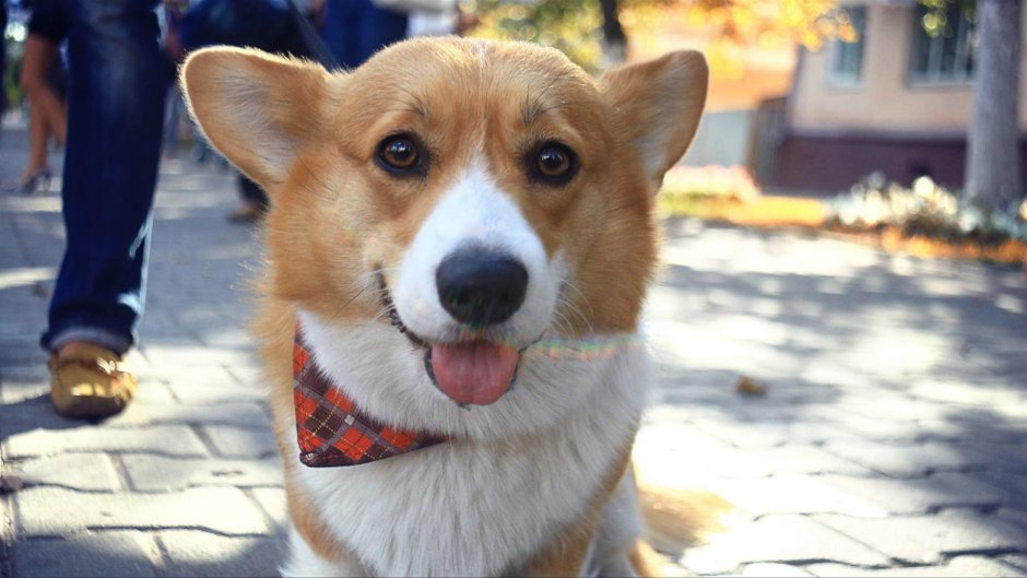 Собака корги