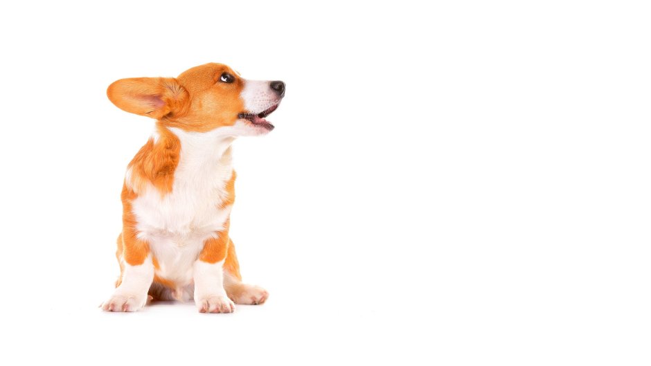 Белый корги пемброк