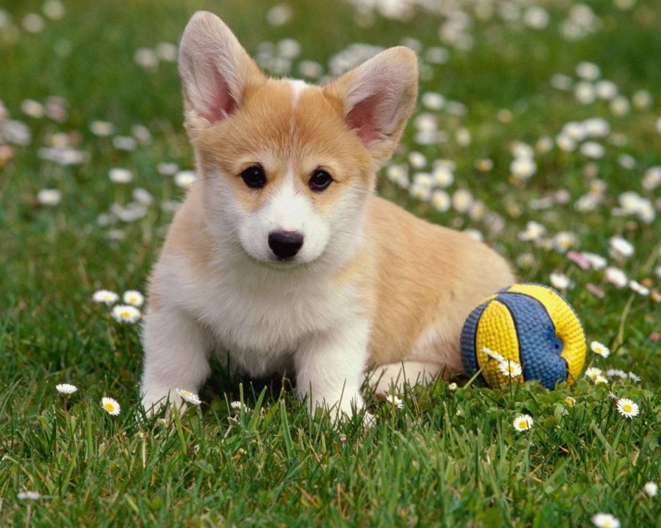 Вельш корги кардиган