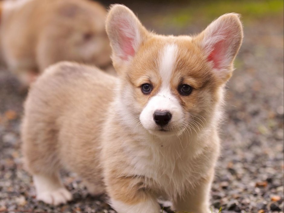 Вельш корги пемброк стойка
