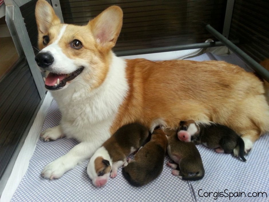 Вельш корги мини