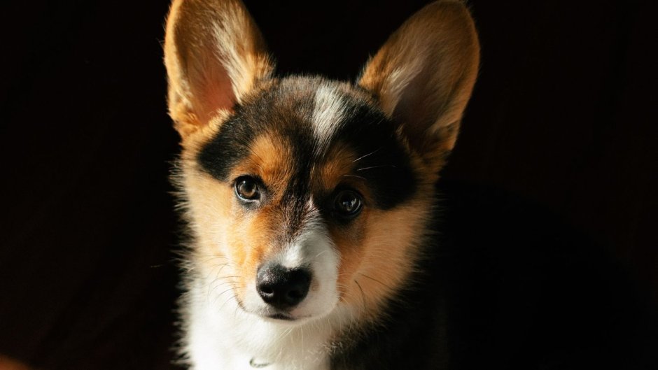 Корги собака фото