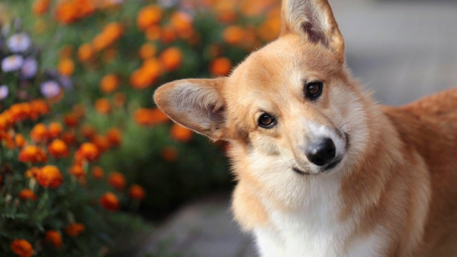 Прикольные корги