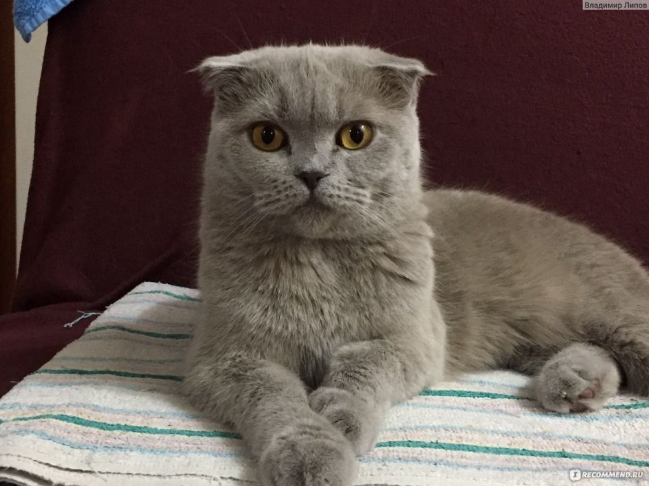 Вислоухий скоттиш фолд ушки