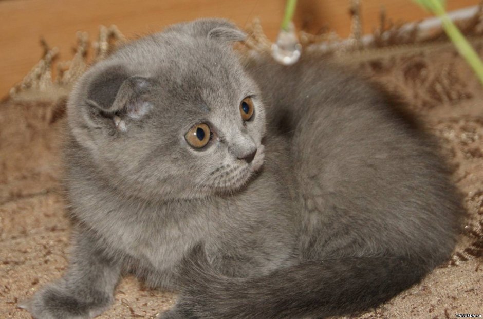 Кошки с вислоухими ушами