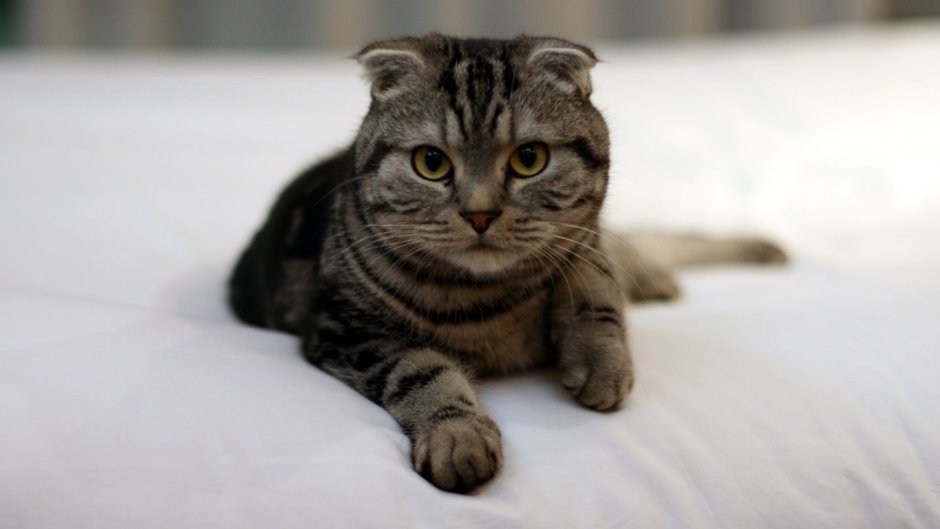 Скоттиш фолд Браун табби
