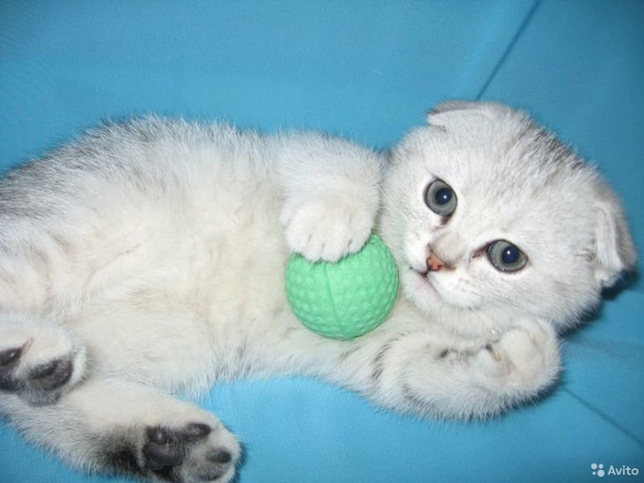 Шотландские котята