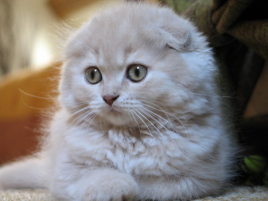 Шотландская вислоухая кошка